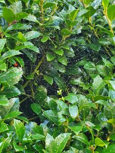 Annelies 04 - Spinnenweb